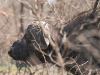 Marion, Romane South Africa 2014 (12 of 45) : KNP Pretoriuskop, Marion visit